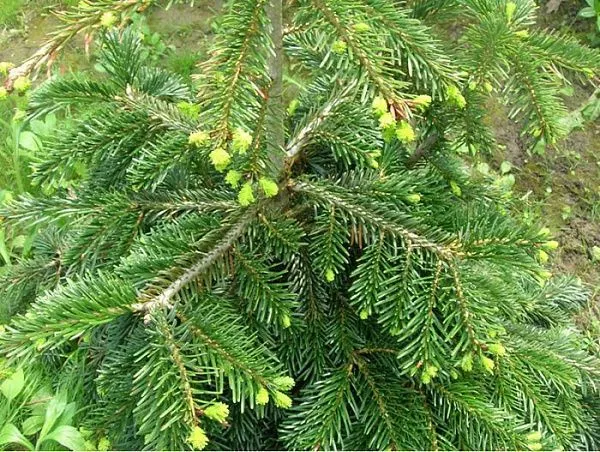 Пихта Нордмана / Abies Nordmanniana