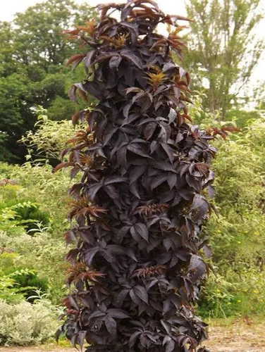 Бузина черная "Black Tower" (Блэк Тауэр)