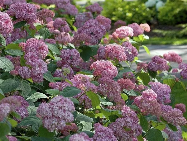 Гортензия древовидная "Pink Perqussion" (Пинк Перкуссион)