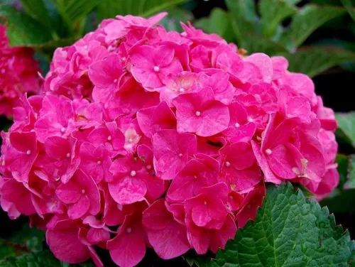 Гортензия крупнолистная "Dark Pink" (Дарк Пинк)