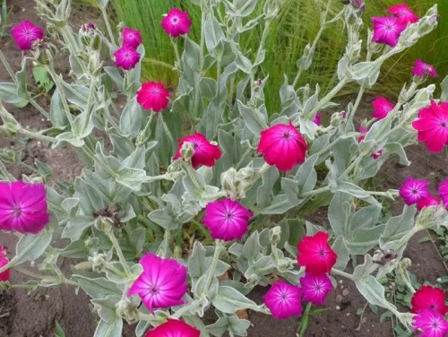 Лихнис корончатый