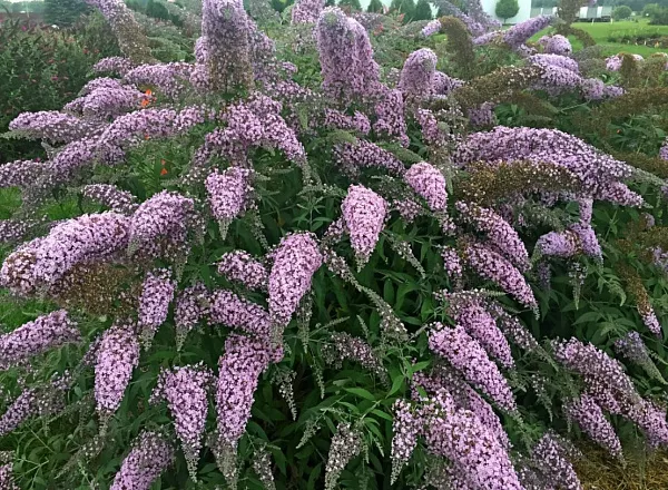 Будлея Давида "Pink Cascade" (Пинк Каскейд)