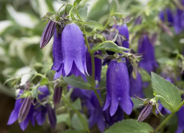 Колокольчик точечный "Purple Sensation" (Перпл Сэнсейшн)