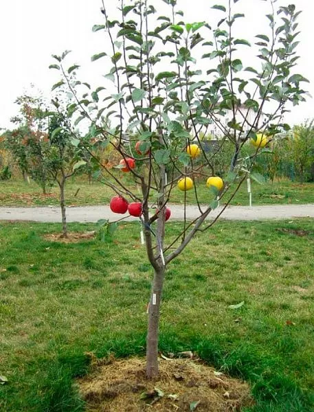 саженец мультияблони