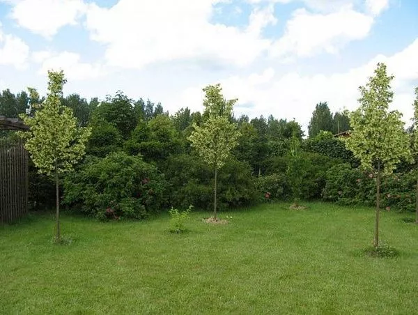 Липа мелколистная "Rancho" (Ранчо)