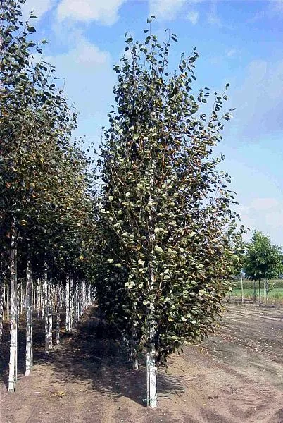 Береза повислая Purpurea (Пурперея)