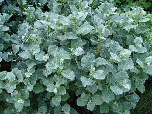 Ива мохнатая "Salix Lanata"