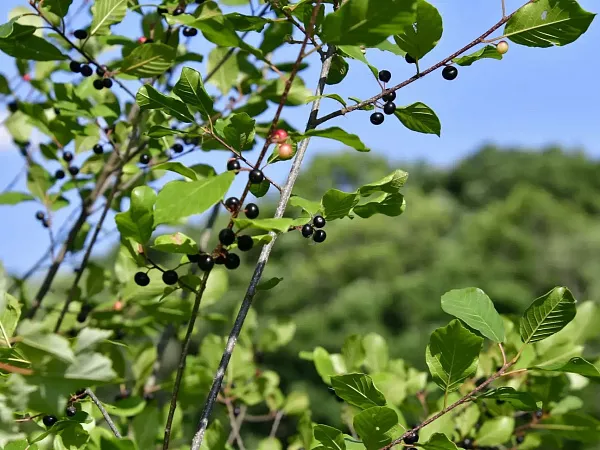 Крушина ломкая плоды