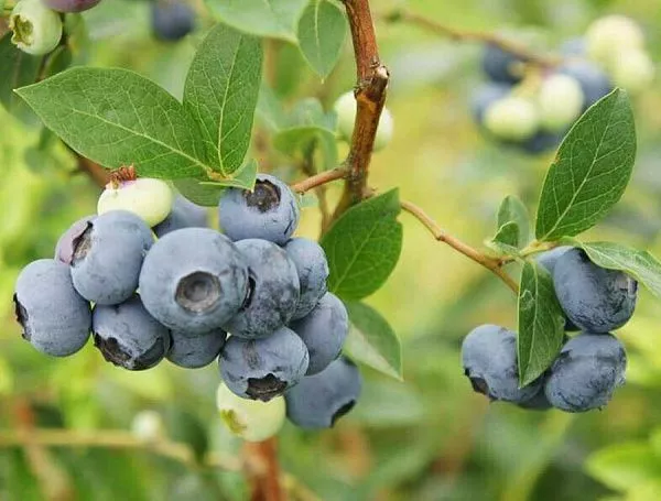 Голубика низкорослая "Putte" (Путте)