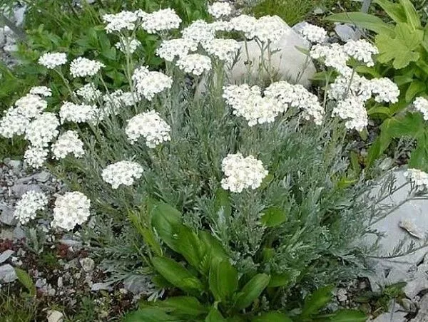 Тысячелистник зонтичный (белый)