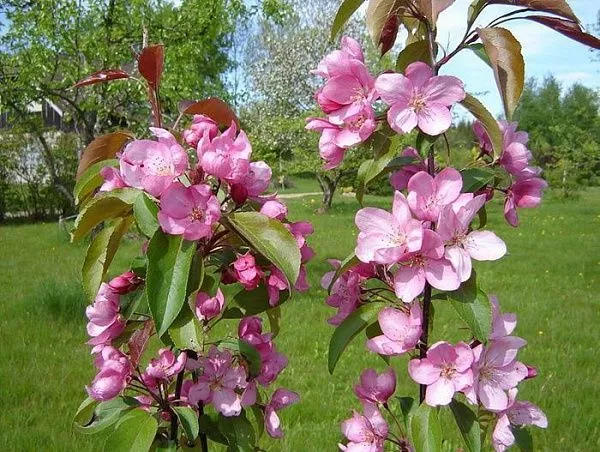Яблоня декоративная "Pink" (Пинк)