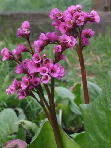 Бадан сердцелистный "Purpurea" (Пурпуреа)