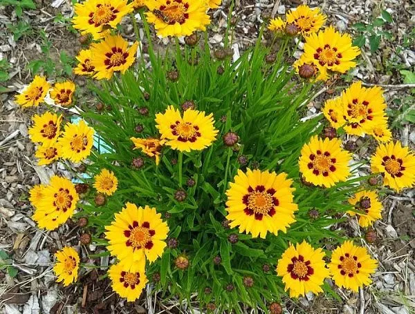 Кореопсис Sun Kiss (Сан Кисс) куст
