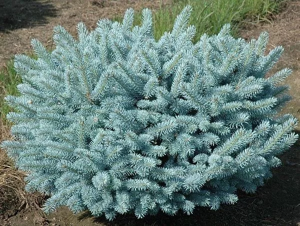 Ель колючая "Argentea" (Аргентеа)