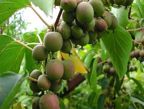 Актинидия китайская "Weiki" (Вейки) (женский)