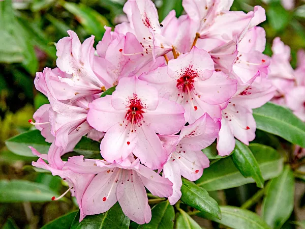 Rhododendron-Hybride-Danuta-TG-07