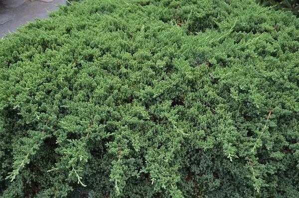 Можжевельник китайский Green mound (Грин маунд) купить