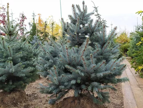 Ель колючая "Super Blue Seedling" (Супер Блю Сидлинг)