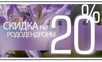 Скидка 20% на рододендроны: роскошь цветущего сада