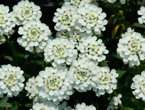 Иберис вечнозеленый "Snowflake" (Сноуфлэйк)