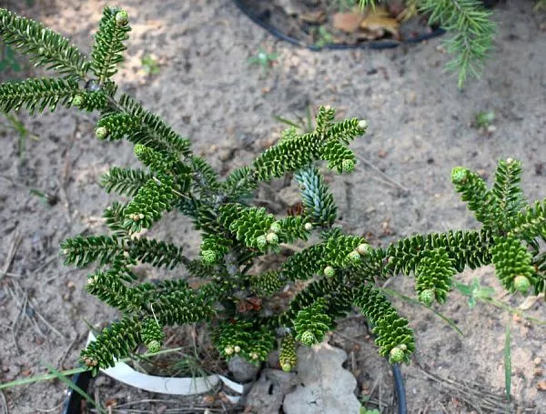 ПИХТА КОРЕЙСКАЯ OBERON (ОБЕРОН)