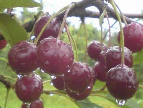 Вишня "Заранка" (Част. самоплодная)