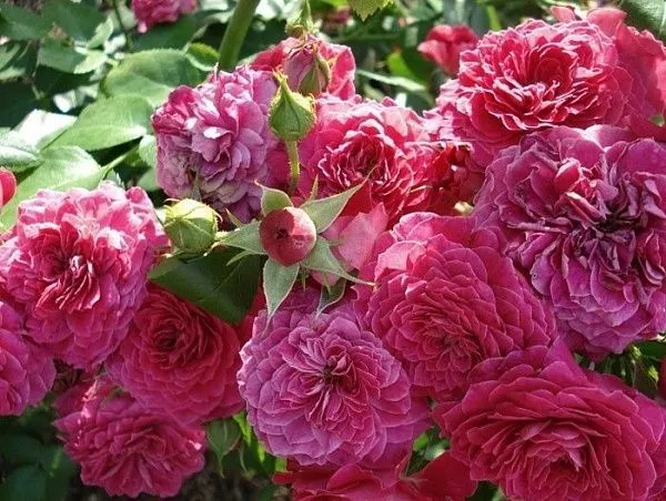 Роза Флорибунда Домен де Сен де Борагар