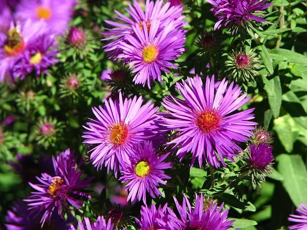 Астра кустарниковая "Purple Beauty" (Пурпл Бьюти)