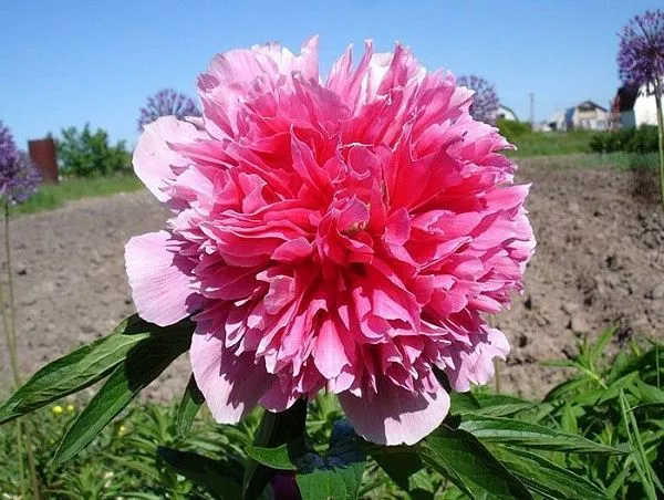 Пион лекарственный "Rosea Plena" (Розеа Плена)