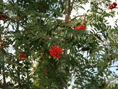 Рябина обыкновенная "Asplenifolia" (Аспленифолия)