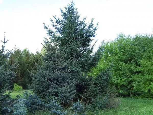 Ель Шероховатая / Picea asperata