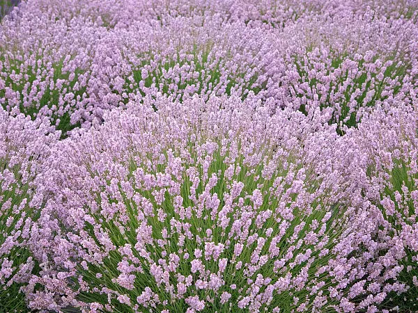 Лаванда узколистная "Ellagance Pink" (Элеганс Пинк)