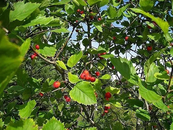 Боярышник полумягкий