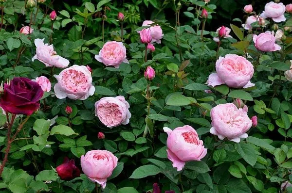 Роза английская The Alnwick Rose (Зе Алнвик роуз)