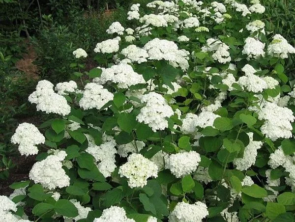 Гортензия древовидная "White Ball" (Уайт Бол)