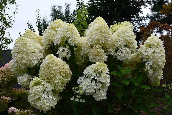 Гортензия метельчатая Summer Snow (Саммер Сноу) Куст
