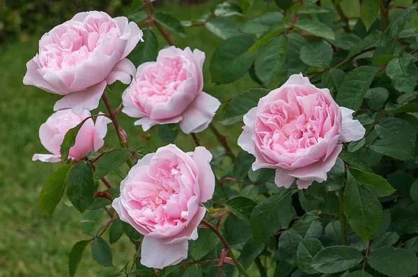 Роза английская "Wisley 2008" (Уизли 2008)