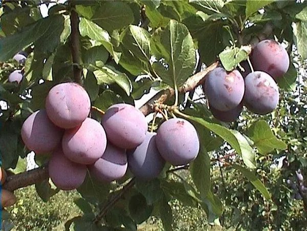 Слива домашняя "Венера" (Самоплодная)