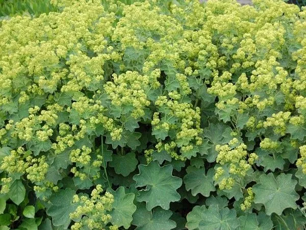 Манжетка мягкая