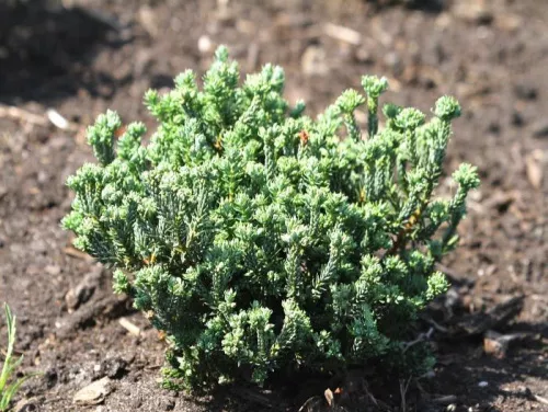 Кипарисовик горохоплодный "Blue Rock" (Блю Рок)