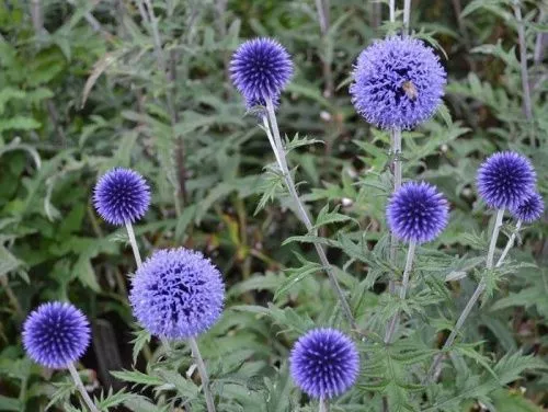 Мордовник "Taplow Blue" (Таплоу Блю)