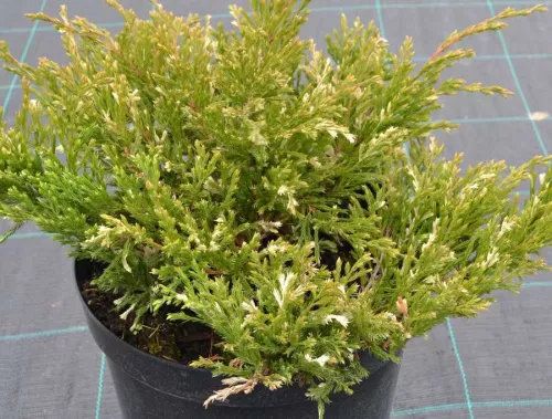 Можжевельник горизонтальный "Andorra Variegata" (Андорра Вариегата)