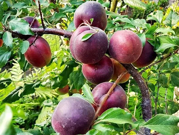 Шарафуга Синяя_Крупный план