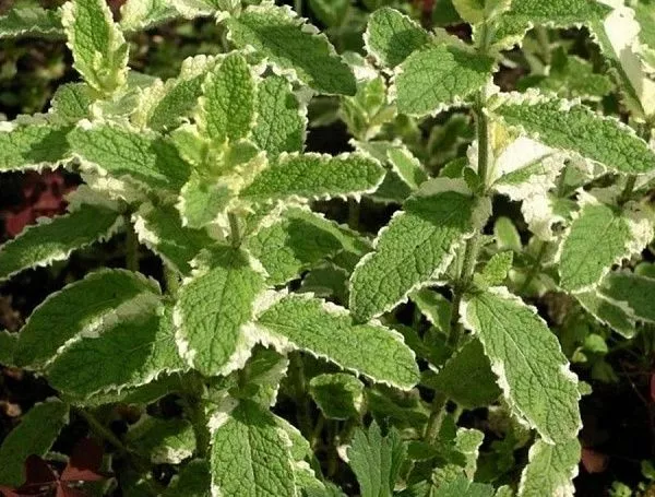 Мята душистая Variegata (Вариегата) саженцы