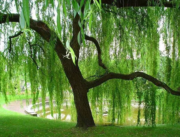 Ива белая Salix alba плакучая