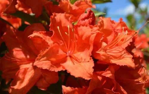Азалия гибридная "Feuerwerk" (Фейрверк)