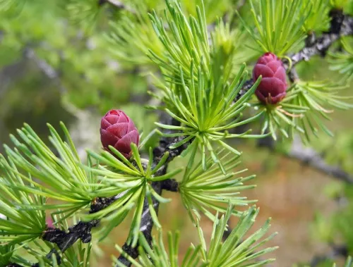 Лиственница европейская / Larix decidua