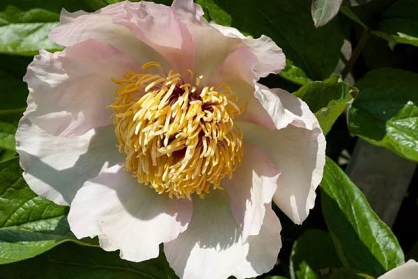 ПИОН МОЛОЧНОЦВЕТКОВЫЙ MAI FLEURI (МЕ ФЛЕРИ)