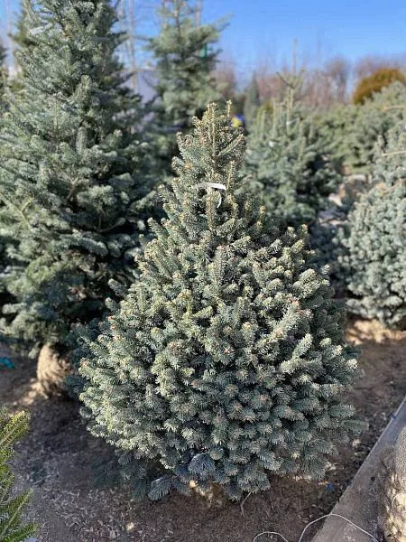 Пихта субальпийская “Компакта” (Abies lasiocarpa Compacta) крона
