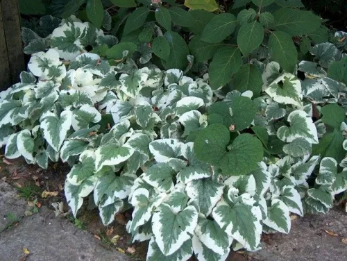 Бруннера крупнолистная "Variegatta" (Вариегатта)
